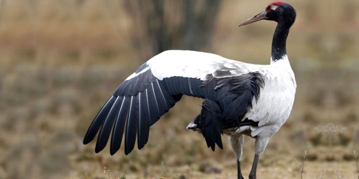 Image result for Black-necked Crane
